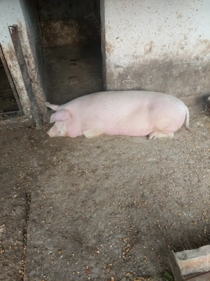 Vînd porc  - imagine 2