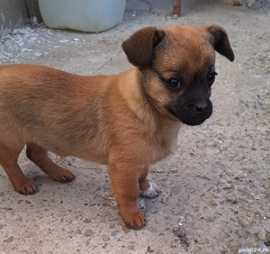 Donez Cățelușă - imagine 3