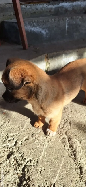 Donez Cățelușă - imagine 4