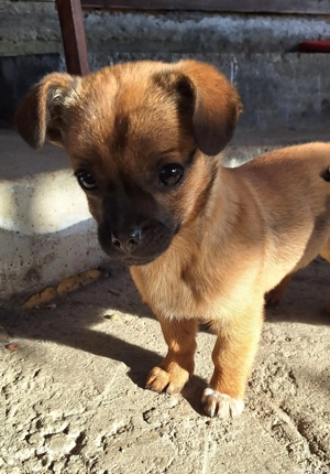 Donez Cățelușă - imagine 5