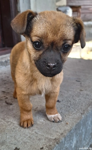 Donez Cățelușă - imagine 2