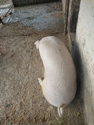 Vînd porc  - imagine 3