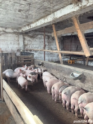 Vand godini 40 50 kg (soldani )  - imagine 2