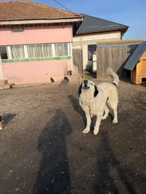 Câine Ciobănesc de Bucovina  - imagine 2