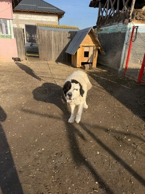 Câine Ciobănesc de Bucovina  - imagine 3