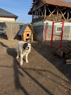 Câine Ciobănesc de Bucovina  - imagine 4