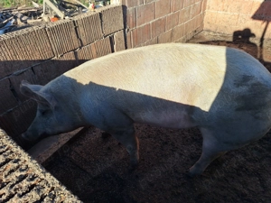 Porc de vânzare detalii la telefon