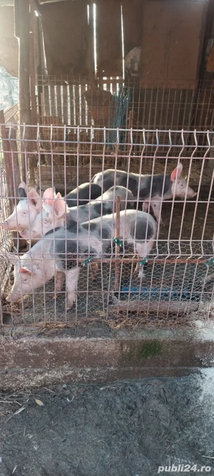 vând purcei 4 bucati - imagine 4