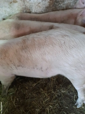 soldani 80 -90 kg  - imagine 2