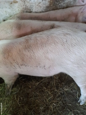 soldani 80 -90 kg  - imagine 4