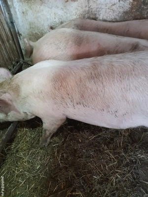 soldani 80 -90 kg  - imagine 3