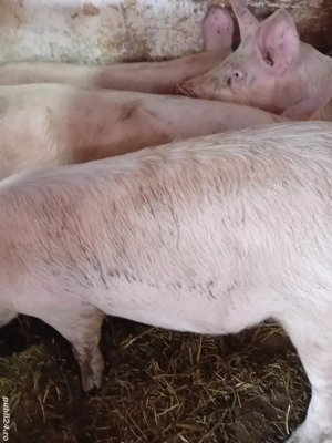 soldani 80-90 kg - imagine 5