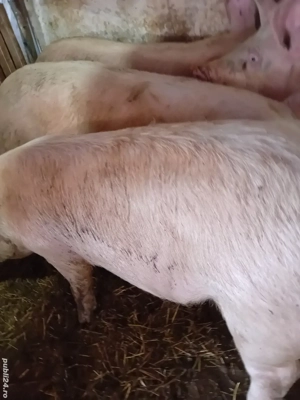 soldani 80-90 kg - imagine 4