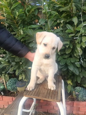 Labrador retriever  - imagine 3