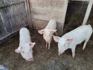 porci de vanzare  - imagine 2