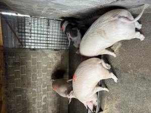 Porci crescuti de tara  - imagine 2