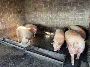 Porci crescuti de tara  - imagine 4