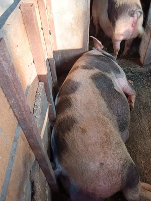 Porci de carne de categorie grea - imagine 2