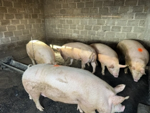 Porci crescuti de tara  - imagine 3