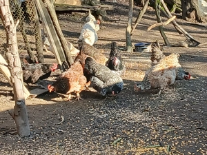 Păsări de curte la vânzare  - imagine 2