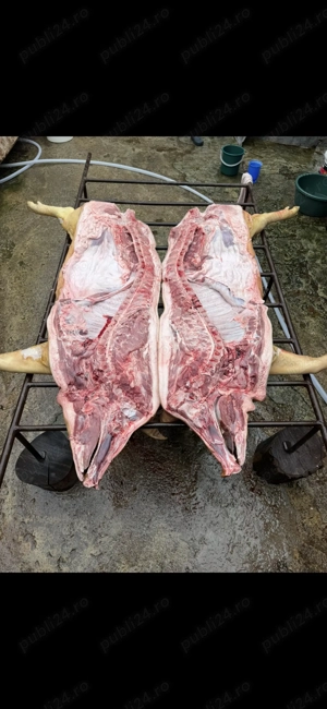 Porci crescuti de tara  - imagine 5