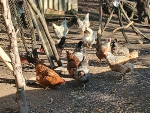 Păsări de curte la vânzare  - imagine 3