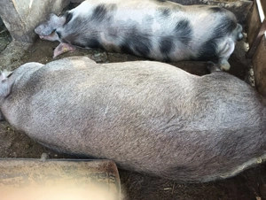 Porci de carne de categorie grea - imagine 4