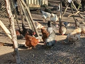 Păsări de curte la vânzare  - imagine 5