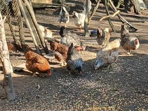 Păsări de curte la vânzare  - imagine 4