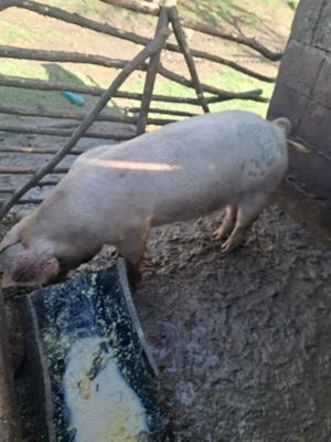 Vând scroafa de tăiat sau de reproducere(de ținut) - imagine 2