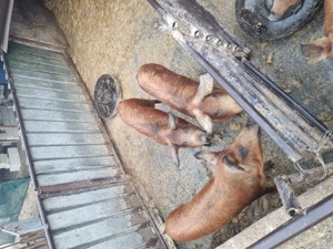 Porci mangaliță  - imagine 3