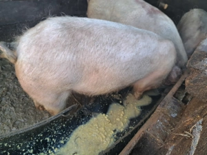 Vând scroafa de tăiat sau de reproducere(de ținut) - imagine 4