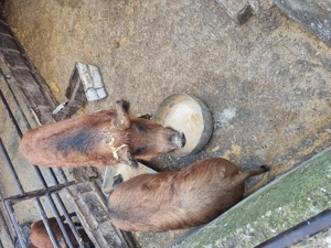 Porci mangaliță  - imagine 2