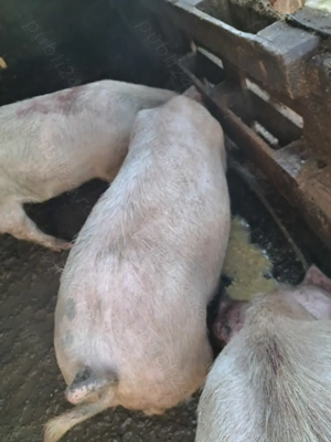 Vând scroafa de tăiat sau de reproducere(de ținut) - imagine 3