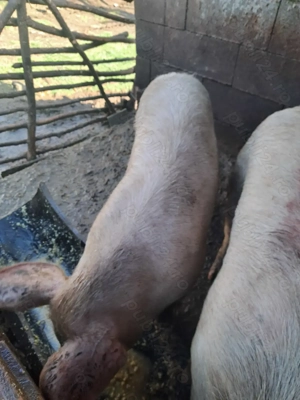 Vând scroafa de tăiat sau de reproducere(de ținut) - imagine 5