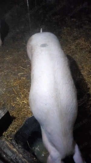 Scroafa de vînzare  - imagine 3