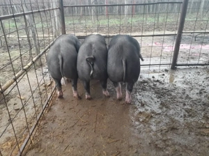 De vânzare porci rasa Pietrain 100-120 kg