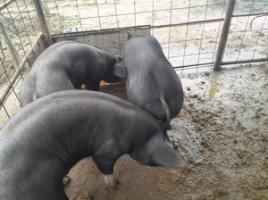 De vânzare porci rasa Pietrain 100-120 kg - imagine 2