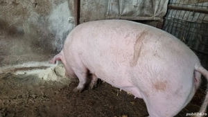 Porc de vanzare