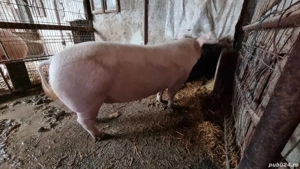 Porc de vanzare - imagine 2
