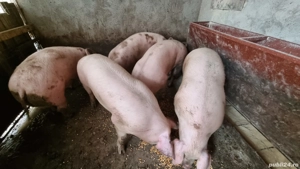 Porci de vanzare