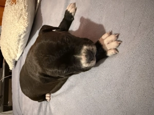 vand catelusi amstaff - imagine 2