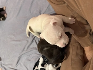 vand catelusi amstaff - imagine 4