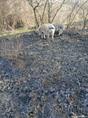 Disponibil 150 kg - imagine 2