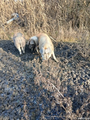 Disponibil 150 kg - imagine 3