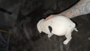 vand catelusi amstaff - imagine 5