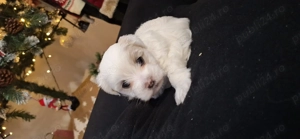 Bichon cauta casuta iubitoare - imagine 3