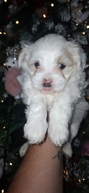 Bichon cauta casuta iubitoare