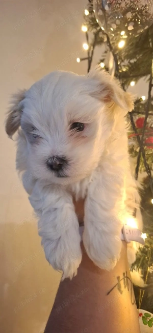 Bichon cauta casuta iubitoare - imagine 2