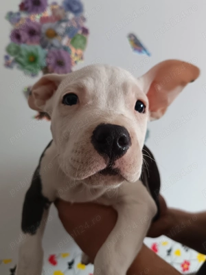 De vânzare pui amstaff blue - imagine 4